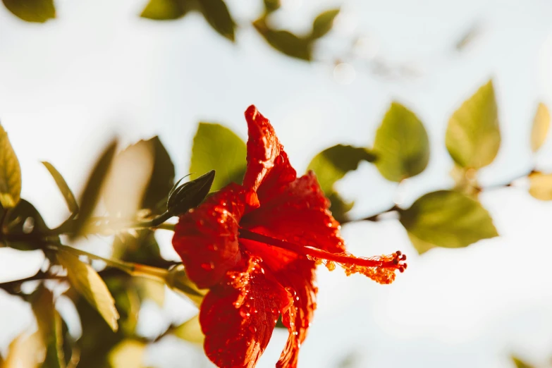 a red flower sitting on top of a tree branch, by Carey Morris, trending on pexels, hurufiyya, hibiscus, background image, thirst, overexposed sunlight