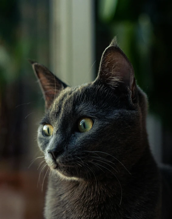 a black cat sitting in front of a window, short light grey whiskers, pictured from the shoulders up, non-binary, closeup of an adorable