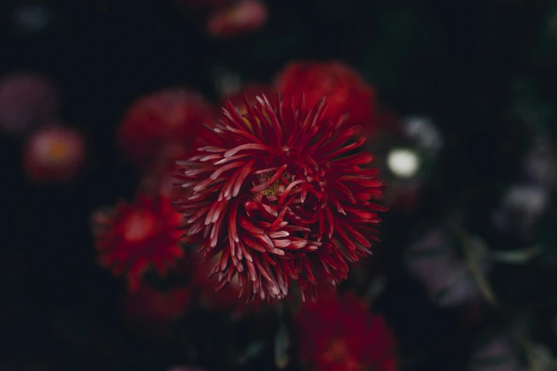 a close up of a bunch of red flowers, by Elsa Bleda, pexels contest winner, chrysanthemum eos-1d, dark hues, instagram post, high quality photo