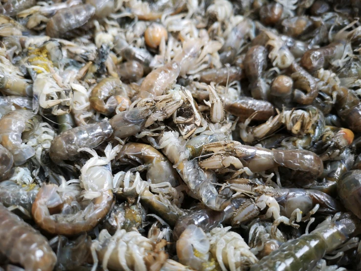 a pile of shrimp sitting on top of a table, by Carey Morris, hurufiyya, thumbnail, larvae, market, costa blanca