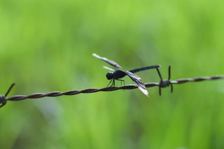 a dragonfly sitting on top of a barbed wire, by Adam Marczyński, pexels contest winner, black and green, small fence, various posed, concert