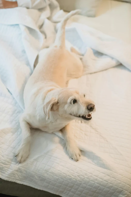 a white dog laying on top of a bed, sneering, pleasing, chewing, on a pale background