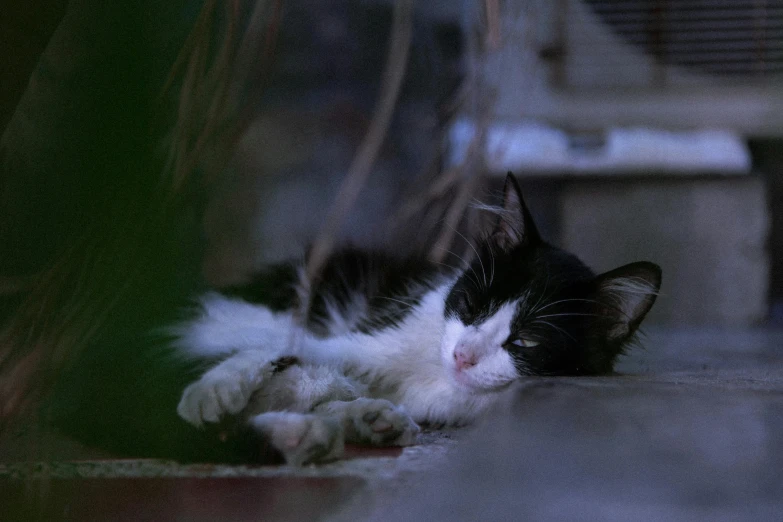 a black and white cat laying on the ground, by Attila Meszlenyi, close - up photograph, a cozy, mixed art, a small