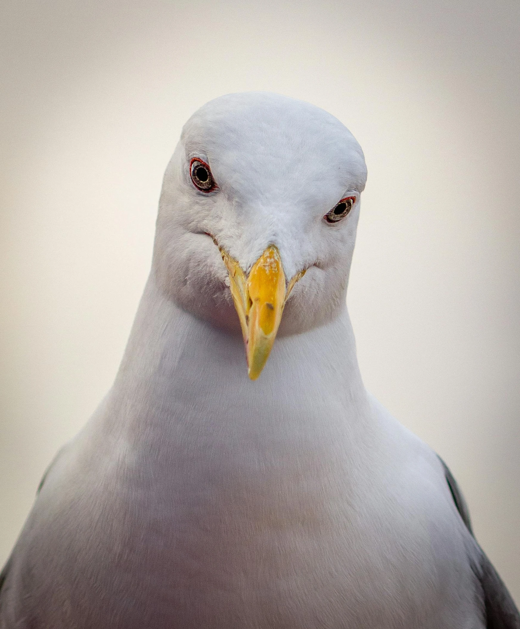 a close up of a bird with a yellow beak, a photo, by David Begbie, pexels contest winner, photorealism, very symmetrical face, seagull, menacing pose, fully frontal view