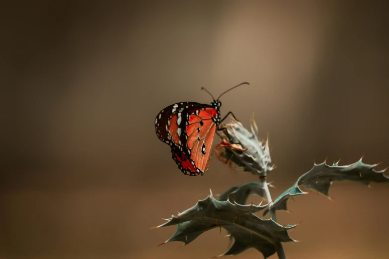 a red and black butterfly sitting on top of a leaf, by Eglon van der Neer, unsplash, photorealism, in a dusty red desert, sitting on a curly branch, 15081959 21121991 01012000 4k, shot on sony alpha dslr-a300