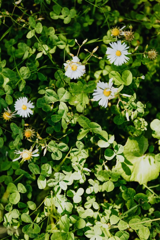 a group of white flowers sitting on top of a lush green field, by Carey Morris, unsplash, top down shot, overgrown foliage, clover, chamomile