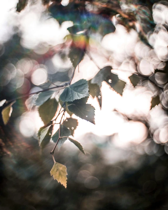 the sun shines through the leaves of a tree, a picture, inspired by Elsa Bleda, unsplash, hasselblad film bokeh, in muted colours, light scatter, fading rainbow light