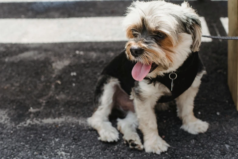 a small dog sitting next to a wooden bench, trending on pexels, happening, tongue out, on sidewalk, edgy, fluffy''