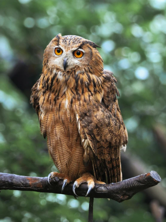 a brown owl sitting on top of a tree branch, pexels contest winner, regal pose, no cropping, battered, slide show