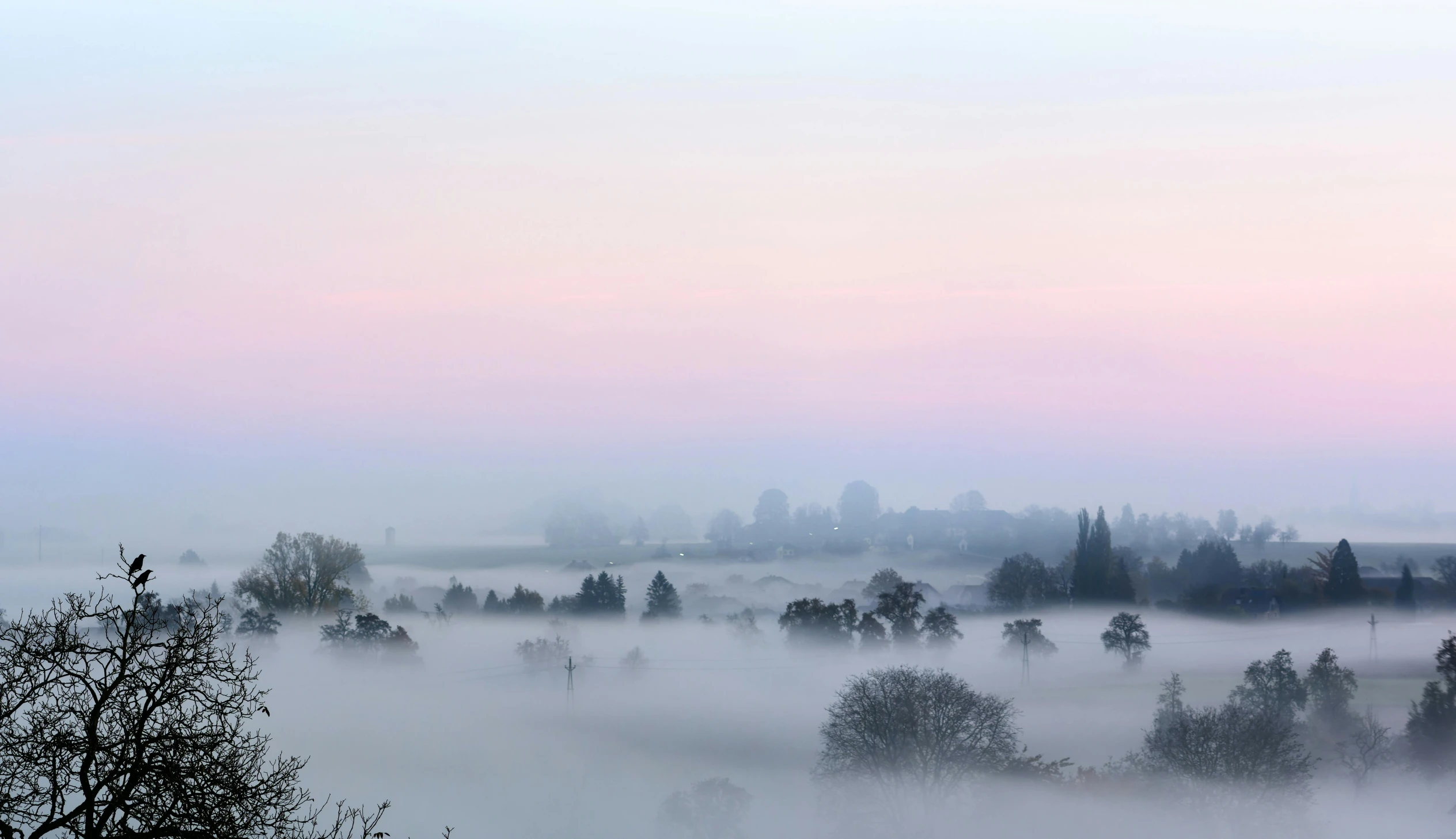 a flock of birds sitting on top of a lush green field, an album cover, inspired by Alexander Nasmyth, pexels contest winner, romanticism, forest pink fog planet, blankets of fog pockets, the sky is a faint misty red hue, elstree