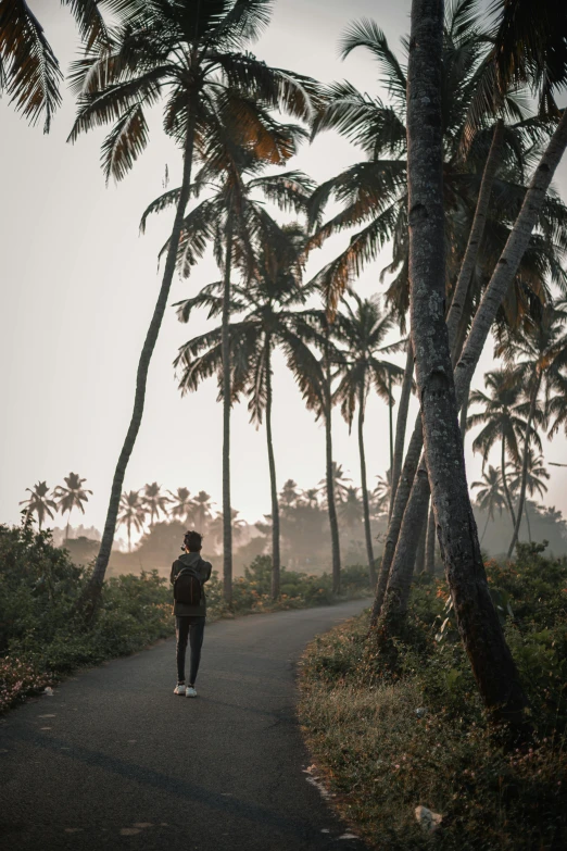 a person walking down a path between palm trees, by Max Dauthendey, sri lanka, morning time, overlooking, winter