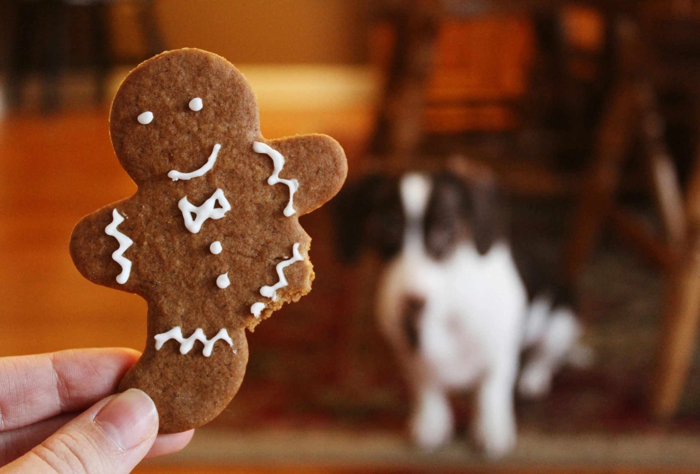 a person holding a cookie in front of a dog, gingerbread people, profile image, epicurious, close - up photograph