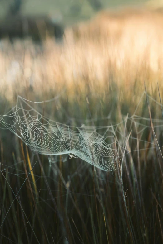 a spider web in the middle of a field, by Jessie Algie, medium format. soft light, paul barson, marsh, adventure