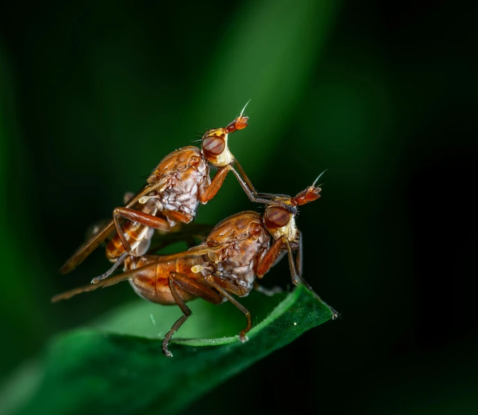 a couple of brown bugs sitting on top of a green leaf, a macro photograph, pexels contest winner, hurufiyya, feathers ) wet, many fireflies, thumbnail, shot with sony alpha