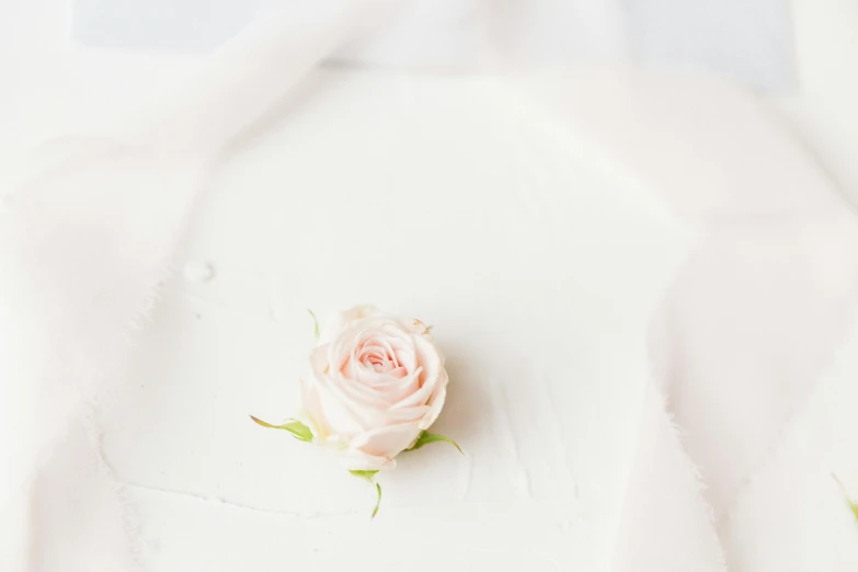 a single pink rose sitting on top of a white sheet, food styling, white cape, background image, detail shot