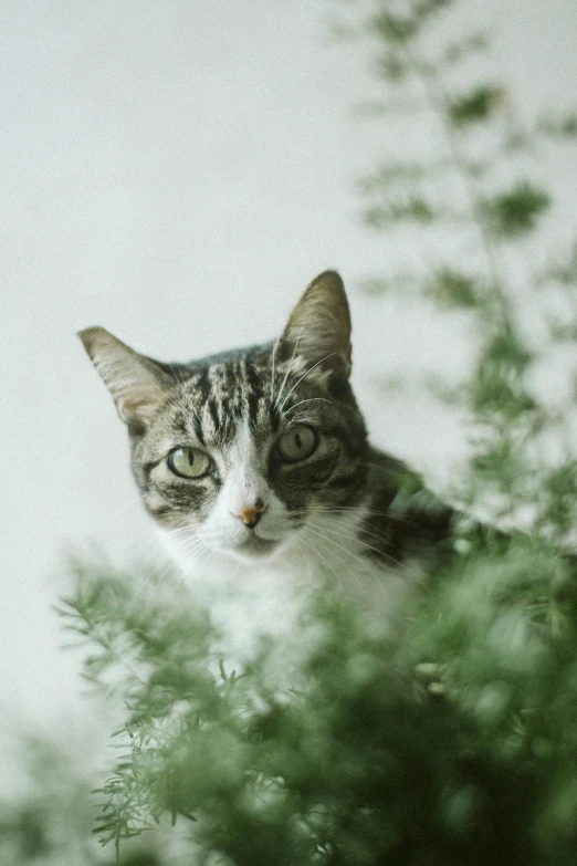 a cat sitting on top of a green plant