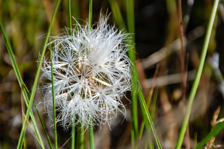 a close up of a dandelion in the grass, a macro photograph, by Jim Nelson, unsplash, cloud-like white hair, drosera capensis, an abandoned, prairie