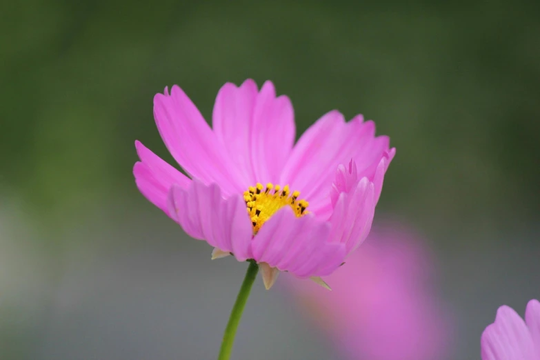 a close up of a pink flower with a blurry background, by Jan Rustem, unsplash, miniature cosmos, 中 元 节, tall thin, pink and yellow