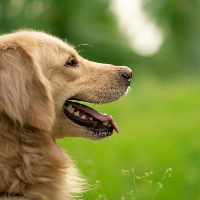 a brown dog sitting on top of a lush green field, close - up profile face, golden, instagram post, high - resolution