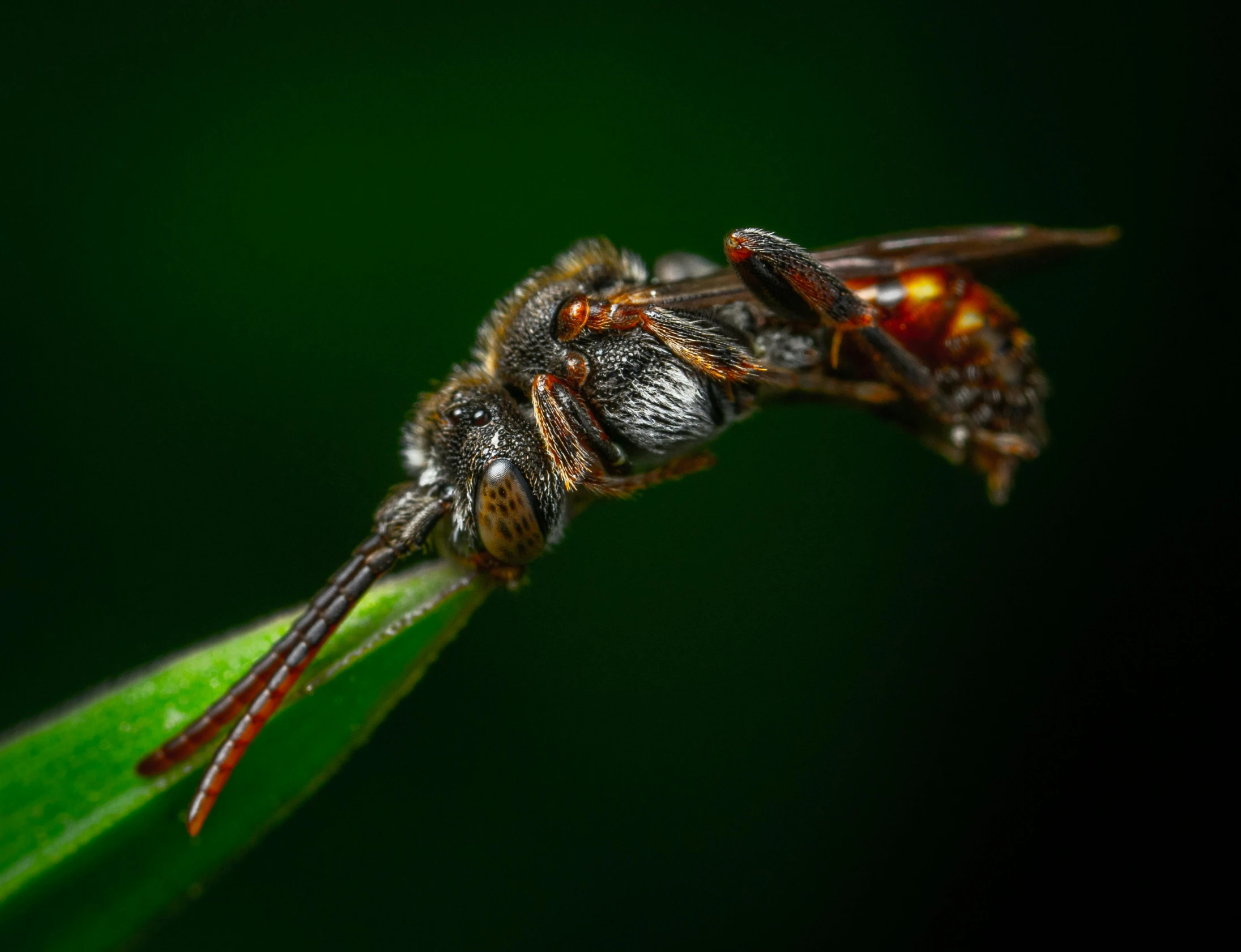 a close up of a fly on a leaf, a macro photograph, by Adam Marczyński, pexels contest winner, photorealism, wasps, battle pose, profile image, sitting on a curly branch
