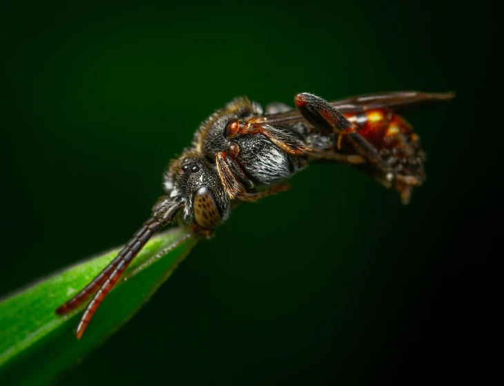 a close up of a fly on a leaf, a macro photograph, by Adam Marczyński, pexels contest winner, photorealism, wasps, battle pose, profile image, sitting on a curly branch