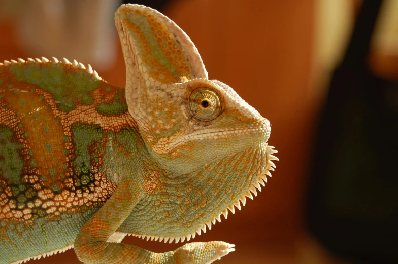 a close up of a chamelon on a table, trending on pexels, chameleon, handsome girl, old male, multicoloured