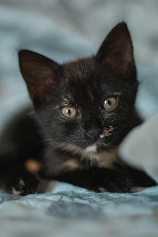 a black kitten laying on top of a bed, a portrait, unsplash, speckled, black and brown, adoptables, gif