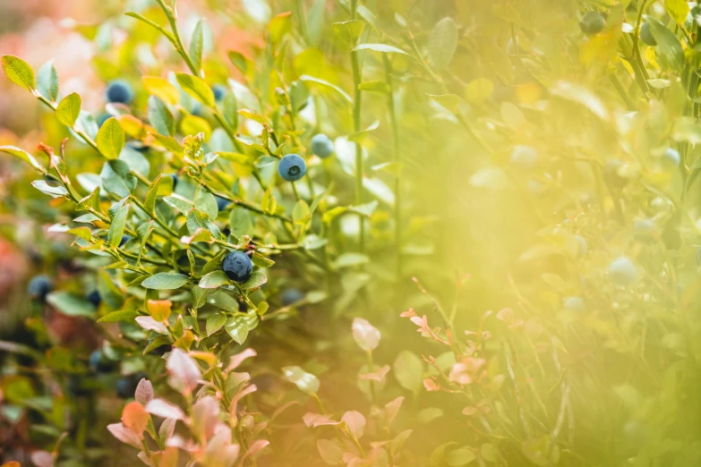 a bush full of blueberries on a sunny day, by Adam Marczyński, trending on unsplash, romanticism, botanical rainbow backdrop, background image, green and yellow, lens flare photo real