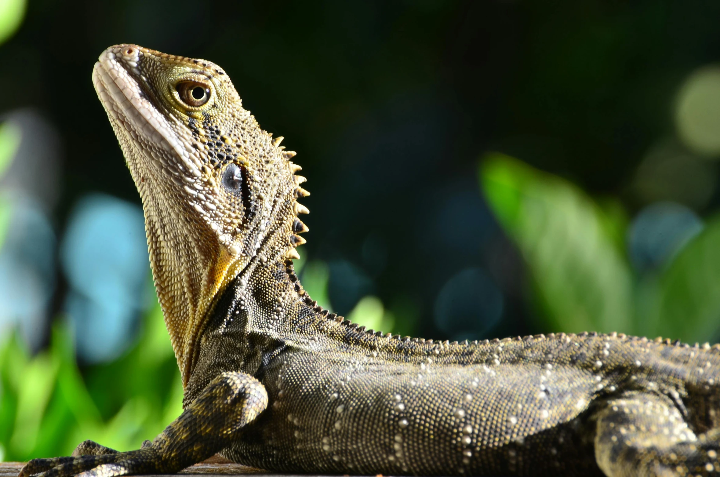 a lizard sitting on top of a wooden bench, dragon scales across hairline, gorgeous features, australian, fan favorite