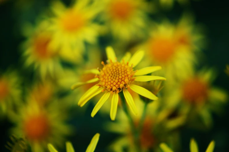 a close up of a bunch of yellow flowers, a macro photograph, by Sven Erixson, unsplash, paul barson, garis edelweiss, detailed medium format photo, slight bokeh