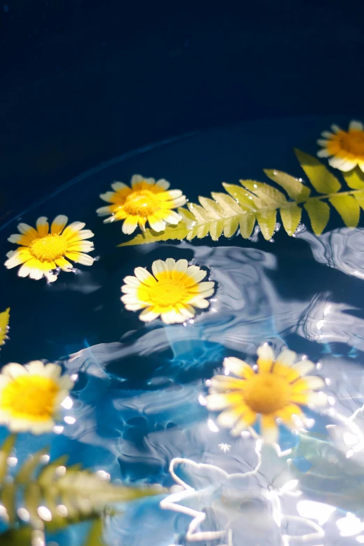 yellow and white flowers floating in a bowl of water, inspired by Elsa Bleda, unsplash, bright blue glowing water, miniature photography closeup, having fun in the sun, made of glowing wax and ceramic