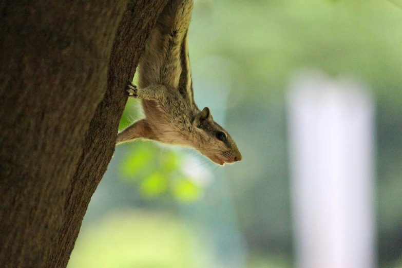 a squirrel climbing up the side of a tree, pexels contest winner, afternoon hangout, upside down, fan favorite, museum quality photo