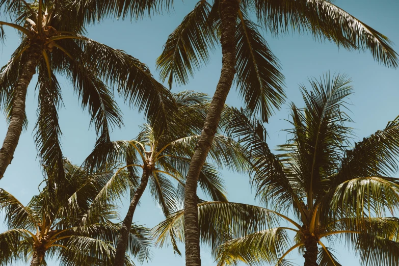 a group of palm trees against a blue sky, pexels contest winner, hawaii beach, 🦩🪐🐞👩🏻🦳, thumbnail, lot of trees