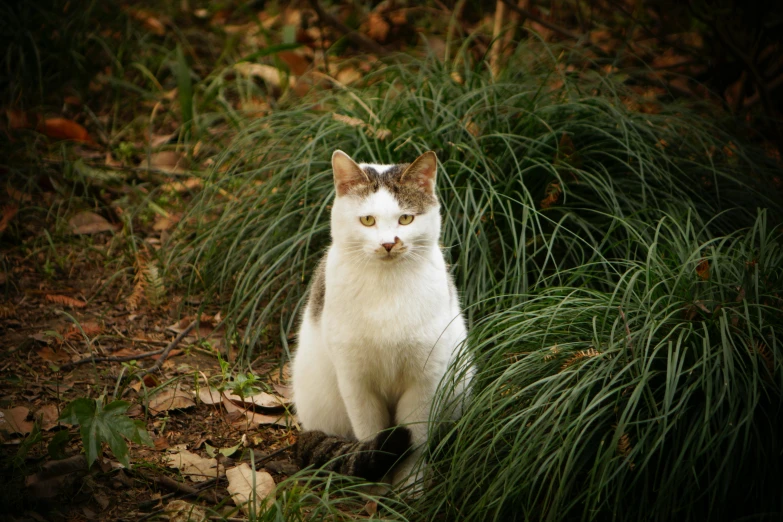 a cat that is sitting in the grass, a portrait, unsplash, white, hunting, portait image, full frame image