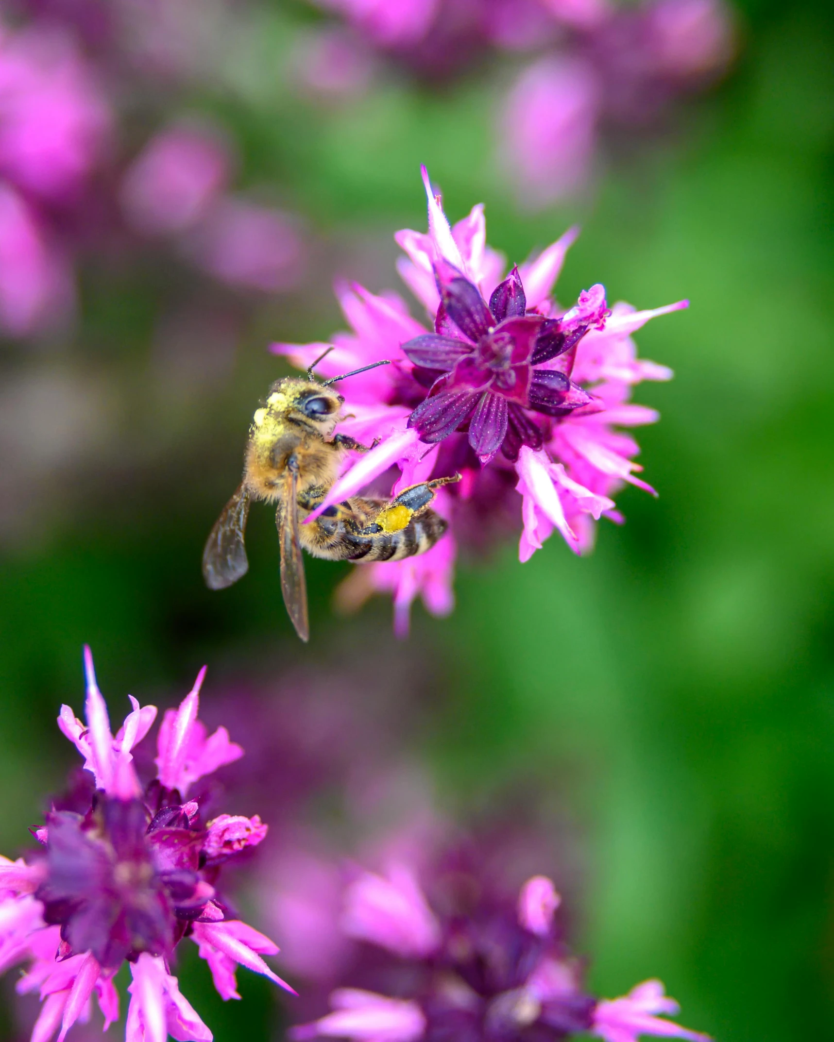 a bee sitting on top of a purple flower