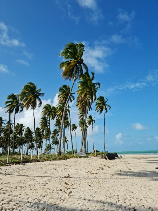 a beach filled with lots of palm trees next to the ocean, icaro carvalho, profile image