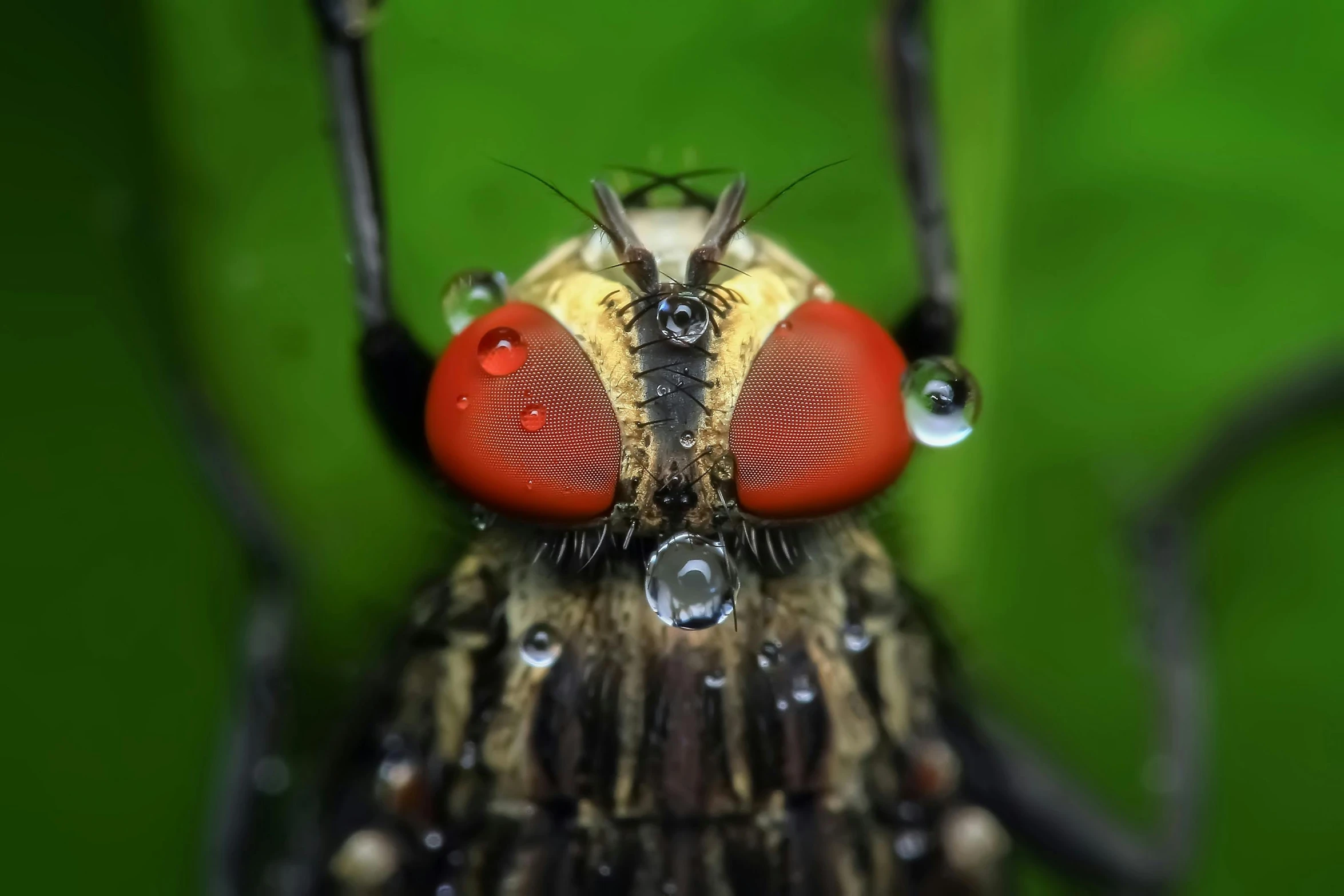 a close up of a fly on a leaf, by Jan Rustem, hurufiyya, wet reflections in square eyes, large red eyes, macro photography 8k, a humanoid mosquito