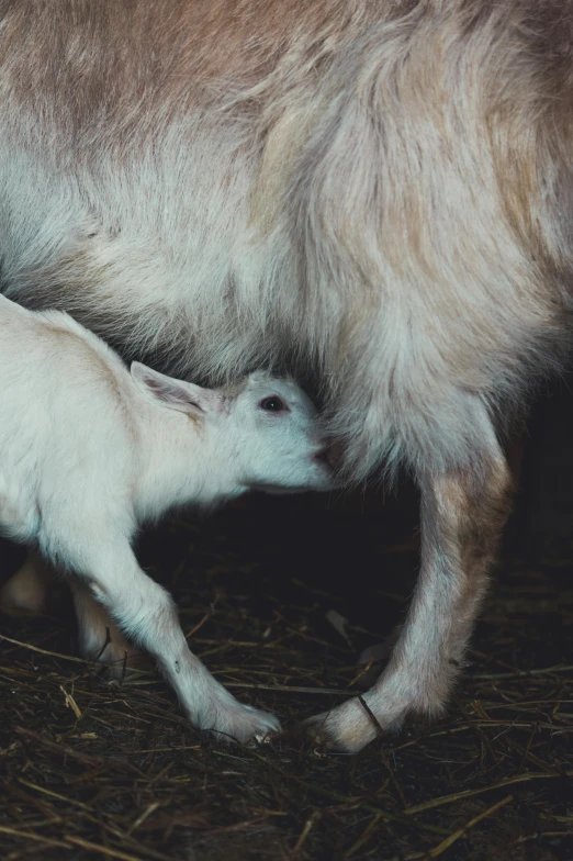 a baby goat is nursing from its mother, by Elsa Bleda, trending on unsplash, romanticism, low quality photo, zoo, inuit heritage, ignant