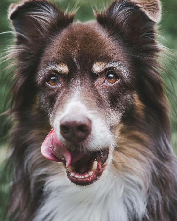 a close up of a dog with its tongue out, pexels contest winner, renaissance, aussie, pale pointed ears, with a white nose, local conspirologist