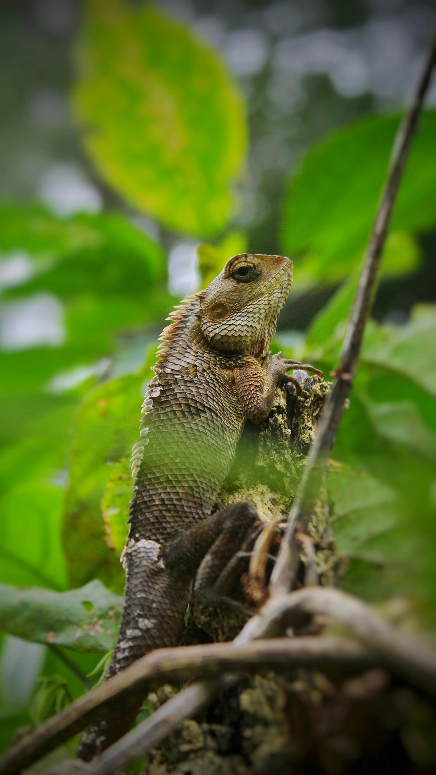 a lizard sitting on top of a tree branch, by Adam Rex, pexels contest winner, sumatraism, a horned, ::