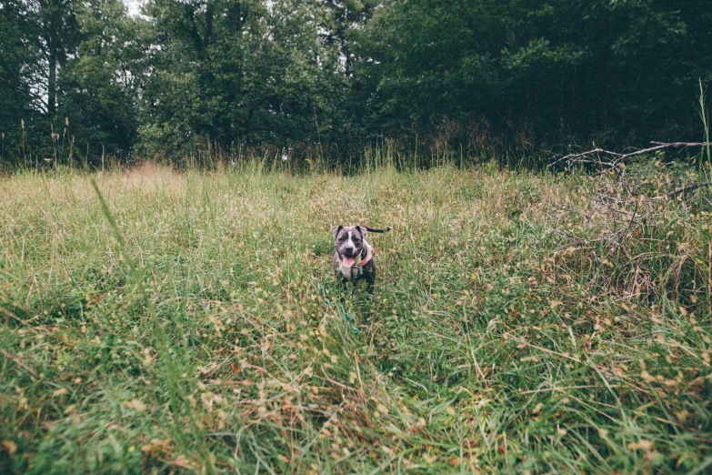 a dog that is sitting in the grass, by Emma Andijewska, unsplash, vsco film grain, running freely, william penn state forest, running in savana