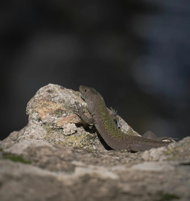 a lizard sitting on top of a rock