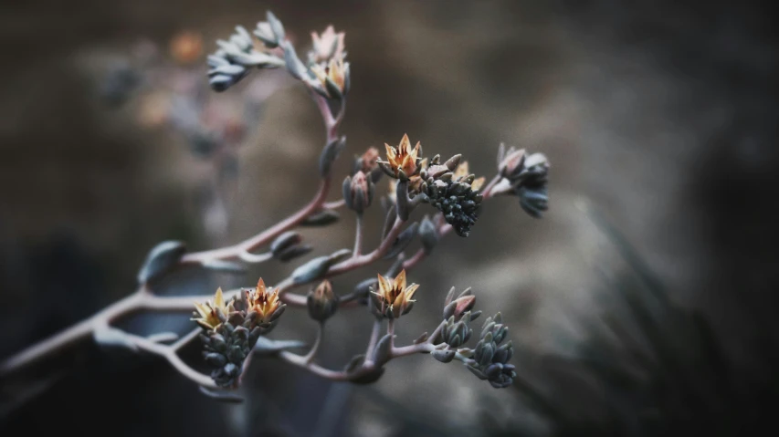 a close up of a plant with small flowers, unsplash, australian tonalism, gloomy earthy colors, plant sap, grey, quixel megascans