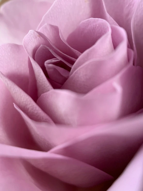 a close up of a pink rose flower, a macro photograph, pexels contest winner, soft lilac skies, made of silk paper, detail shot, high-body detail