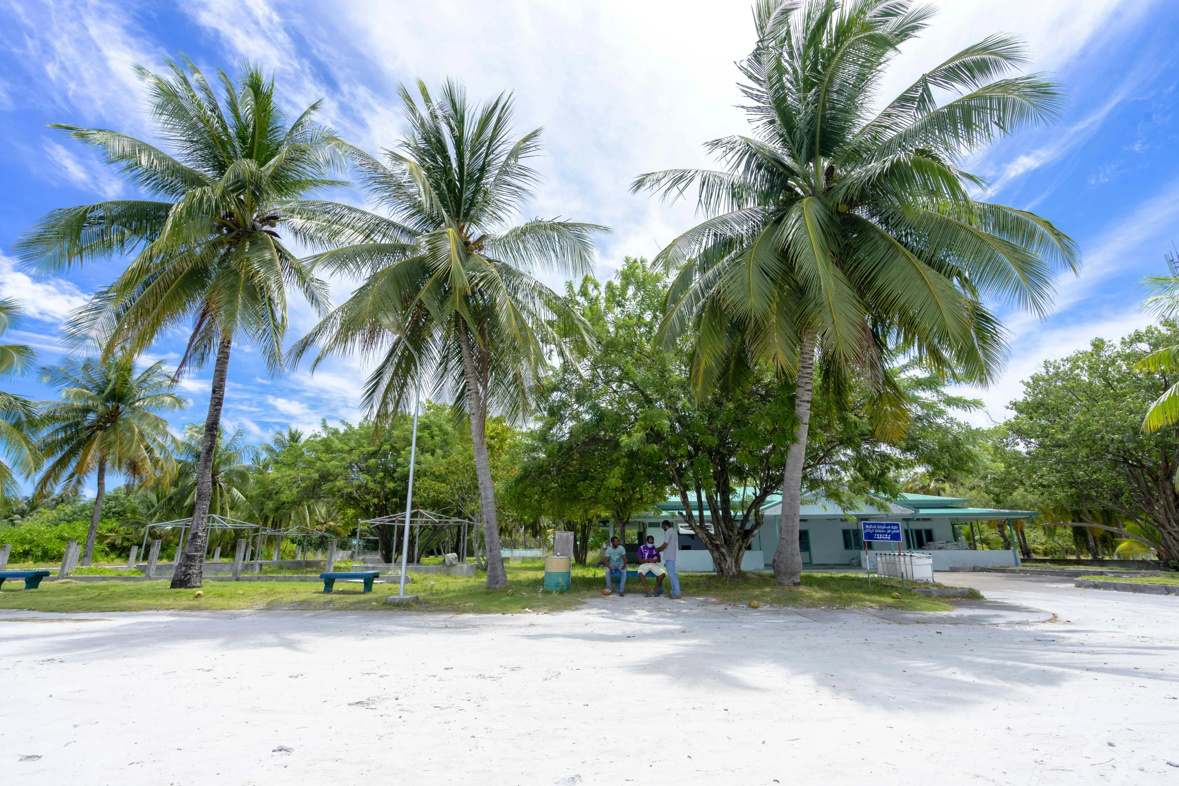 a group of palm trees sitting on top of a sandy beach, research station, profile image, school courtyard, exterior photo