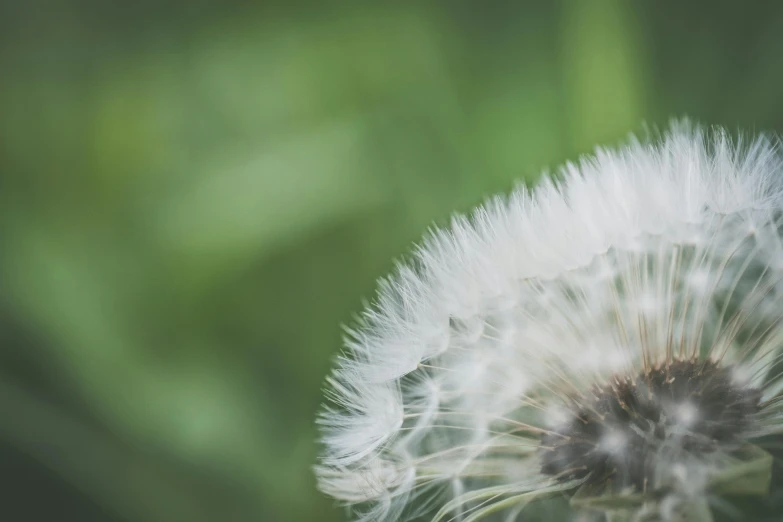 a close up of a dandelion with a blurry background, a macro photograph, by Adam Marczyński, unsplash, hurufiyya, green and white, high detail 4 k, bushy white beard, from the side