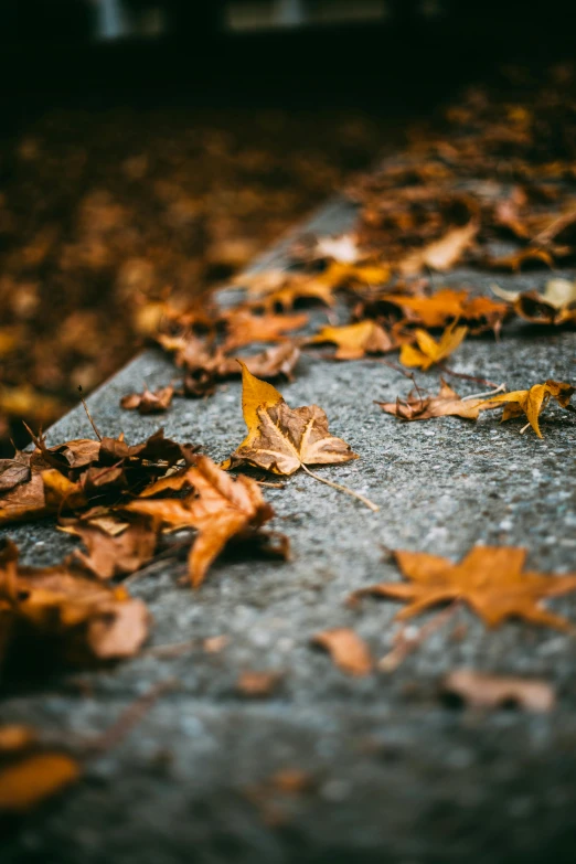 a bunch of leaves laying on the ground, trending on pexels, standing over a tomb stone, today\'s featured photograph 4k, multiple stories, brown