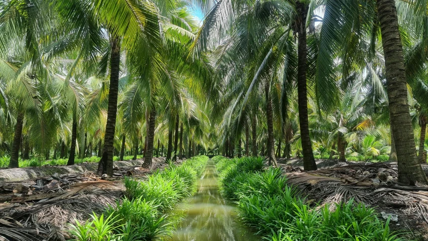 a stream running through a lush green forest filled with palm trees, ao dai, avatar image