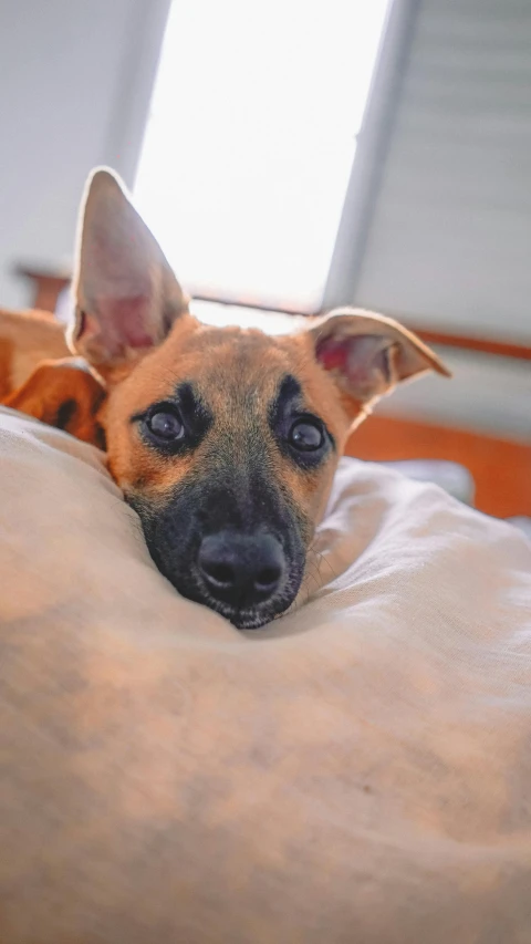 a brown and black dog laying on top of a bed, inspired by Elke Vogelsang, pexels, gif, puppy, jester, full frame image