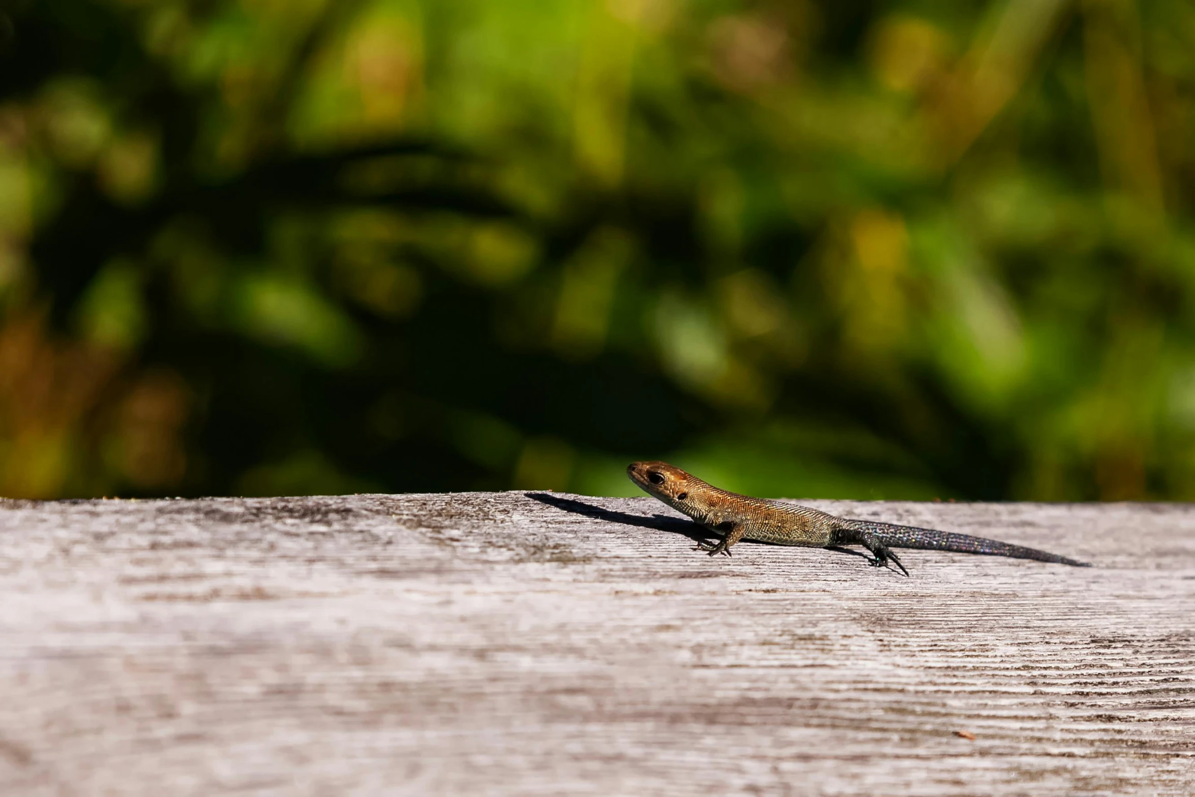 a lizard sitting on top of a wooden table, by Peter Churcher, pexels contest winner, renaissance, sunny afternoon, outdoor photo, swoosh, with a sleek spoiler